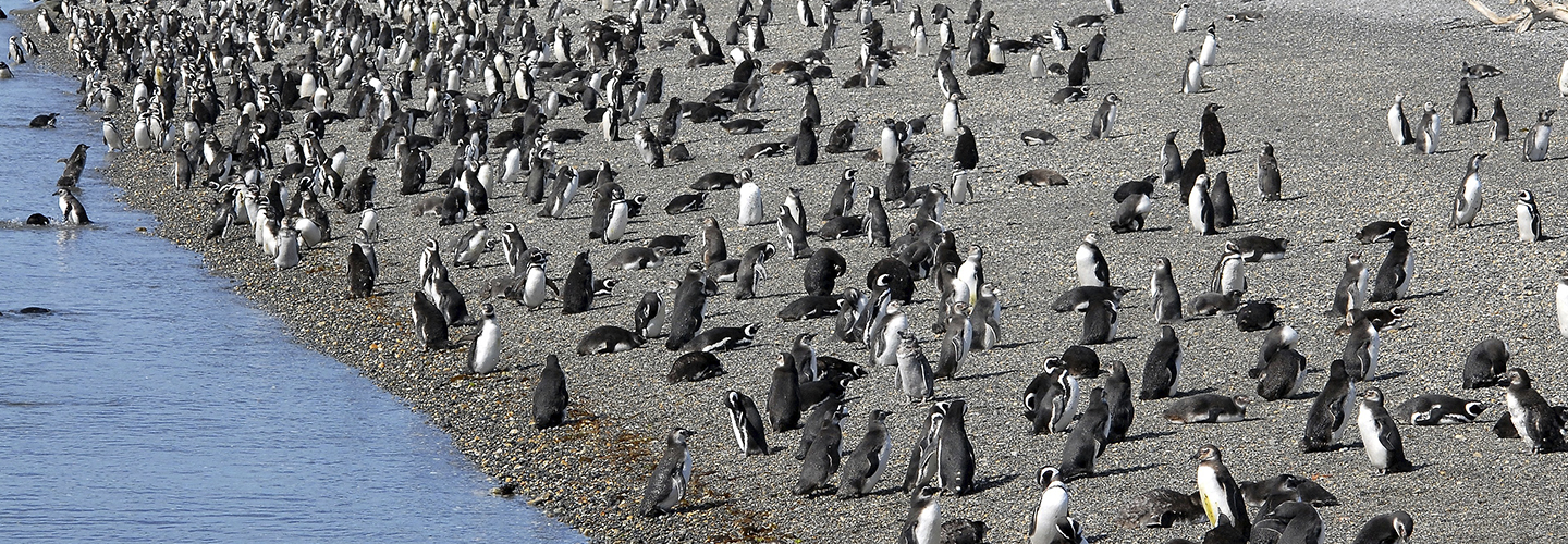 Navegación Faro del Fin del Mundo + Pingüinera
